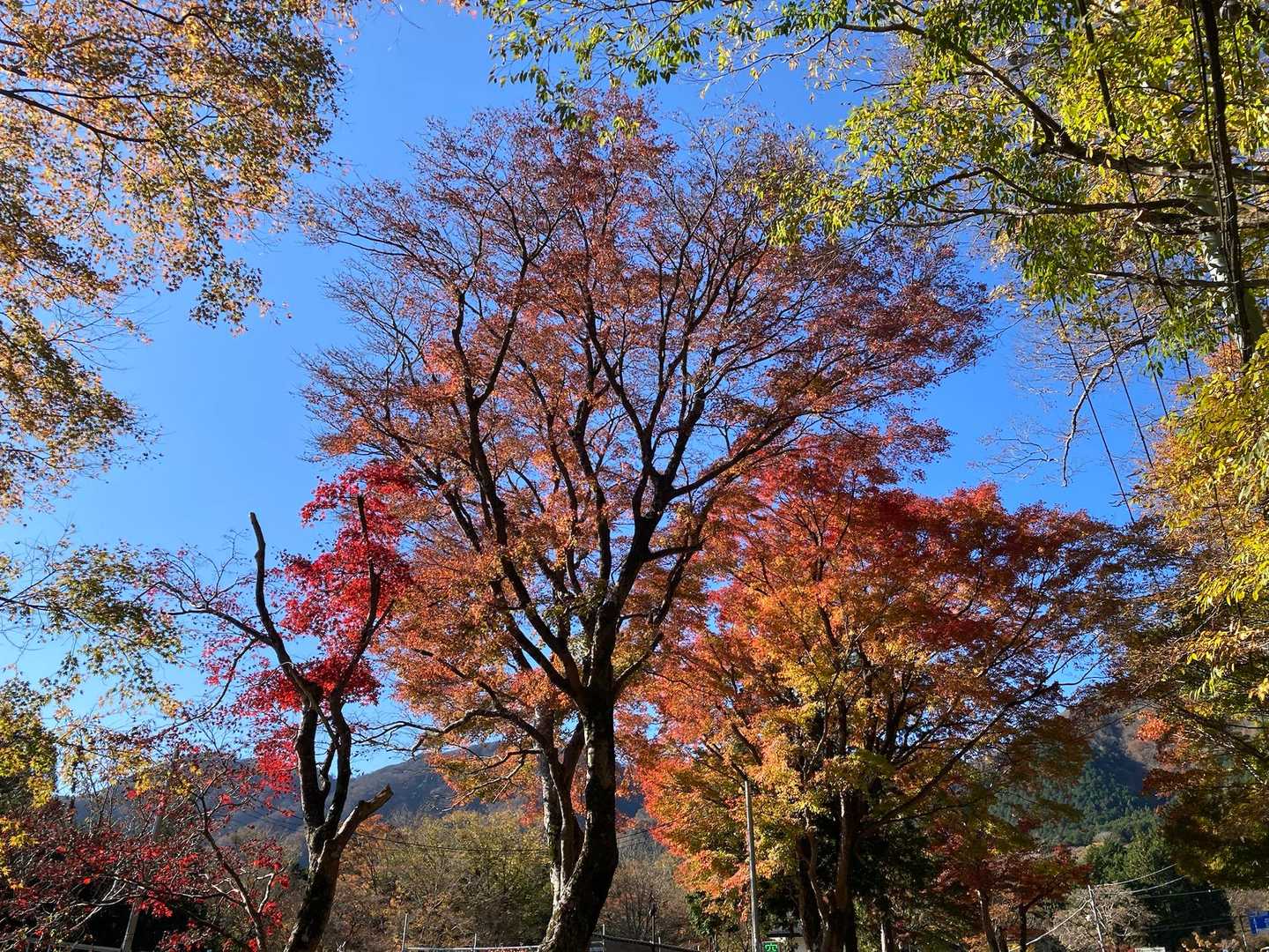 登山口付近が一番紅葉綺麗だったな🤩