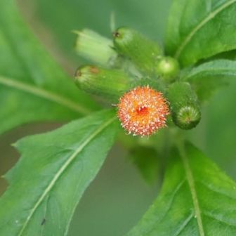 🧐ガンクビソウ？と思ったけれど、花の色が違う…🤔　ベニバナボロギク？