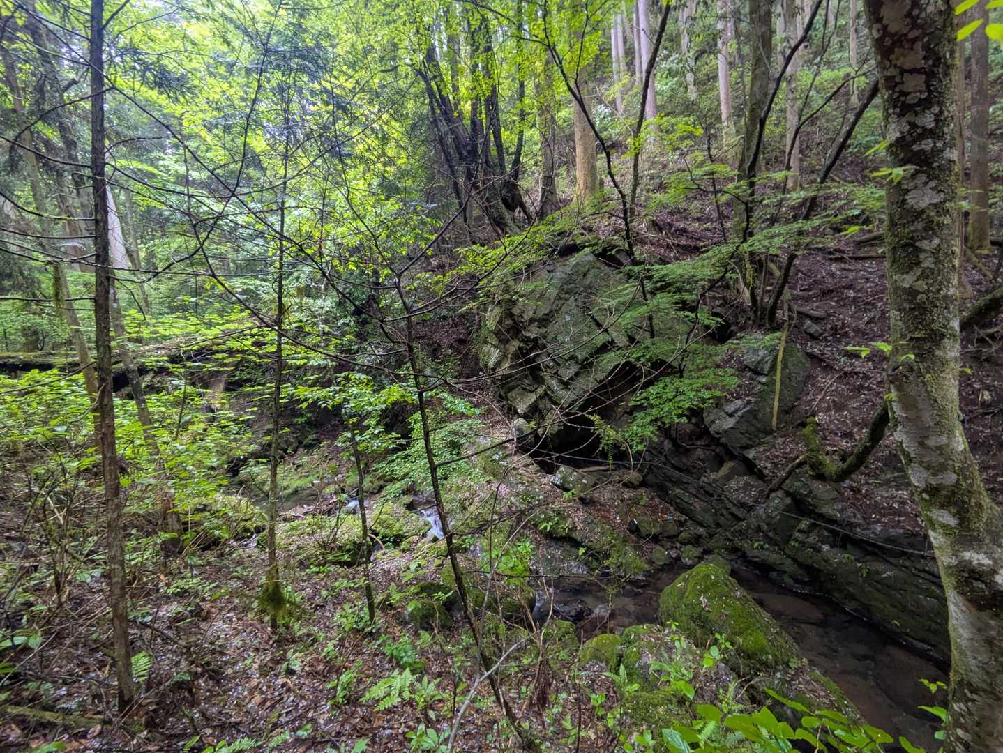 日の出山 往復コースの写真