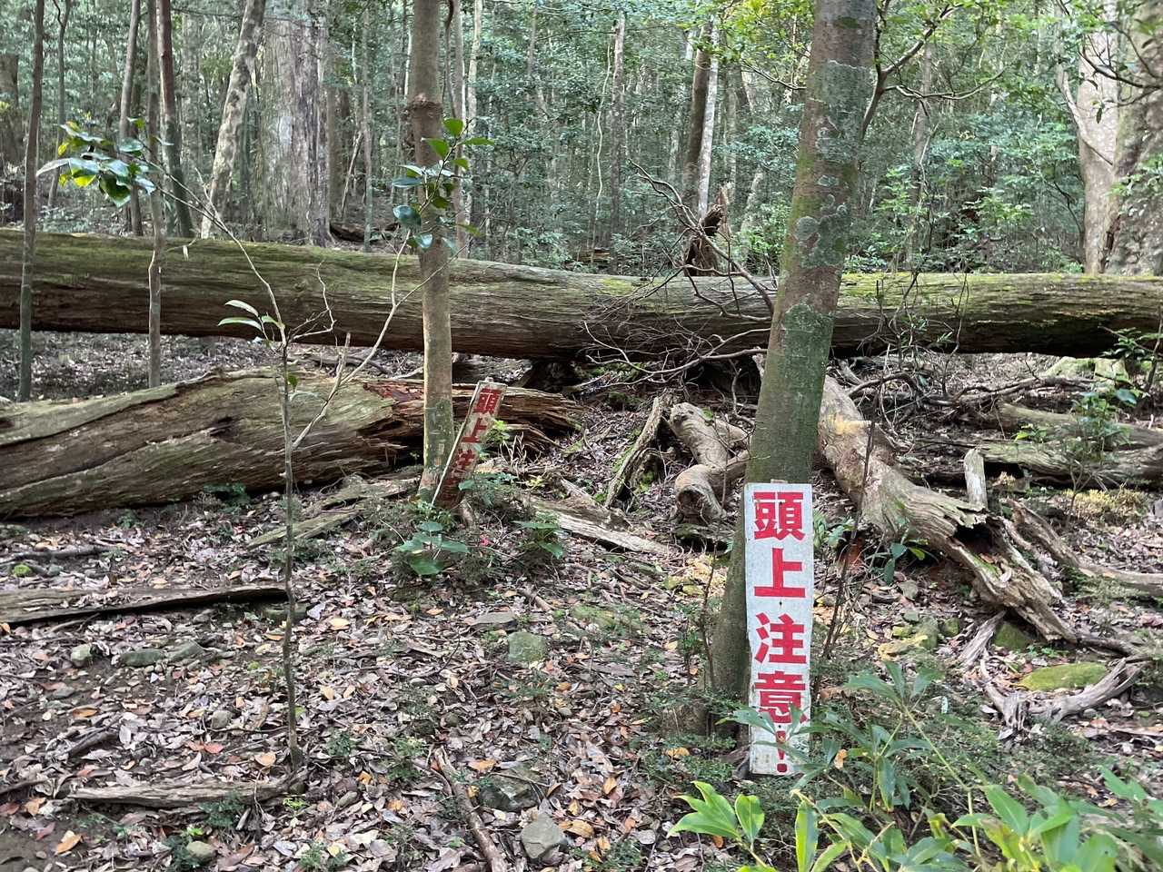 頭上注意とあるが既に大木が折れてる