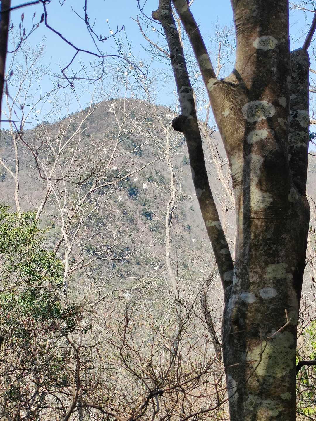 前方に見えているのは、八ケ尾山かなぁ🤔