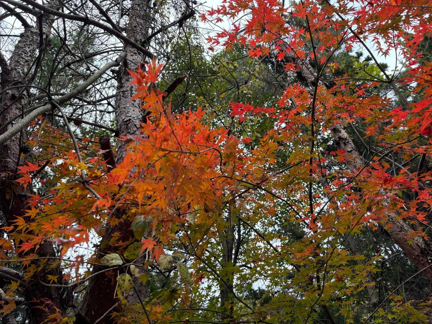 名神の高架を潜ると、紅葉🍁ゾーン