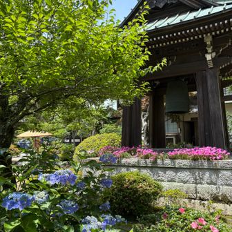 海蔵寺は花の寺として知られている。
境内にはアジサイの他にも様々な花が。