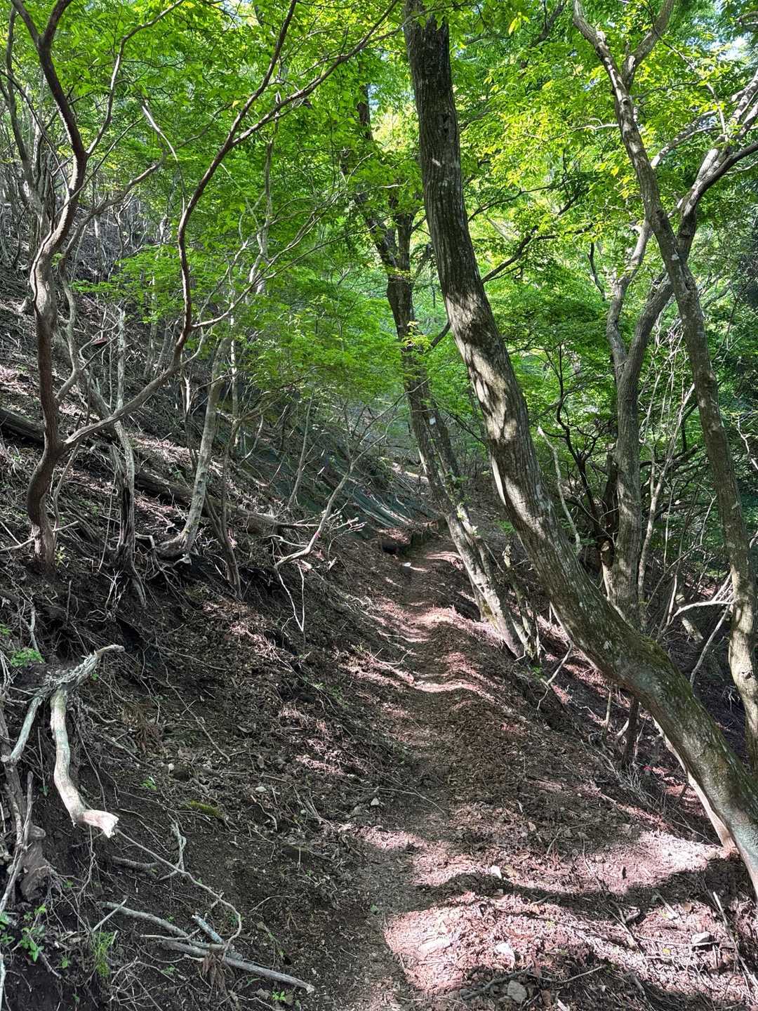 とても涼しく歩きやすい🎶