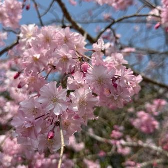 駐車場の公園にある枝垂れ桜に見送られ、潮見の森へ🚐💨