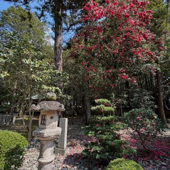 唐椿（キャプテンロー）