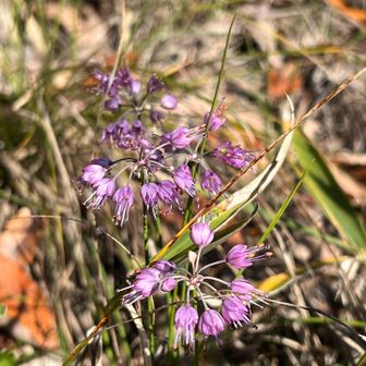 ヤマラッキョウも咲いてます
山のお花はそろそろ見納めなのに会えてラッキー
