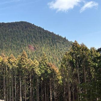 杉の色がやばい😨