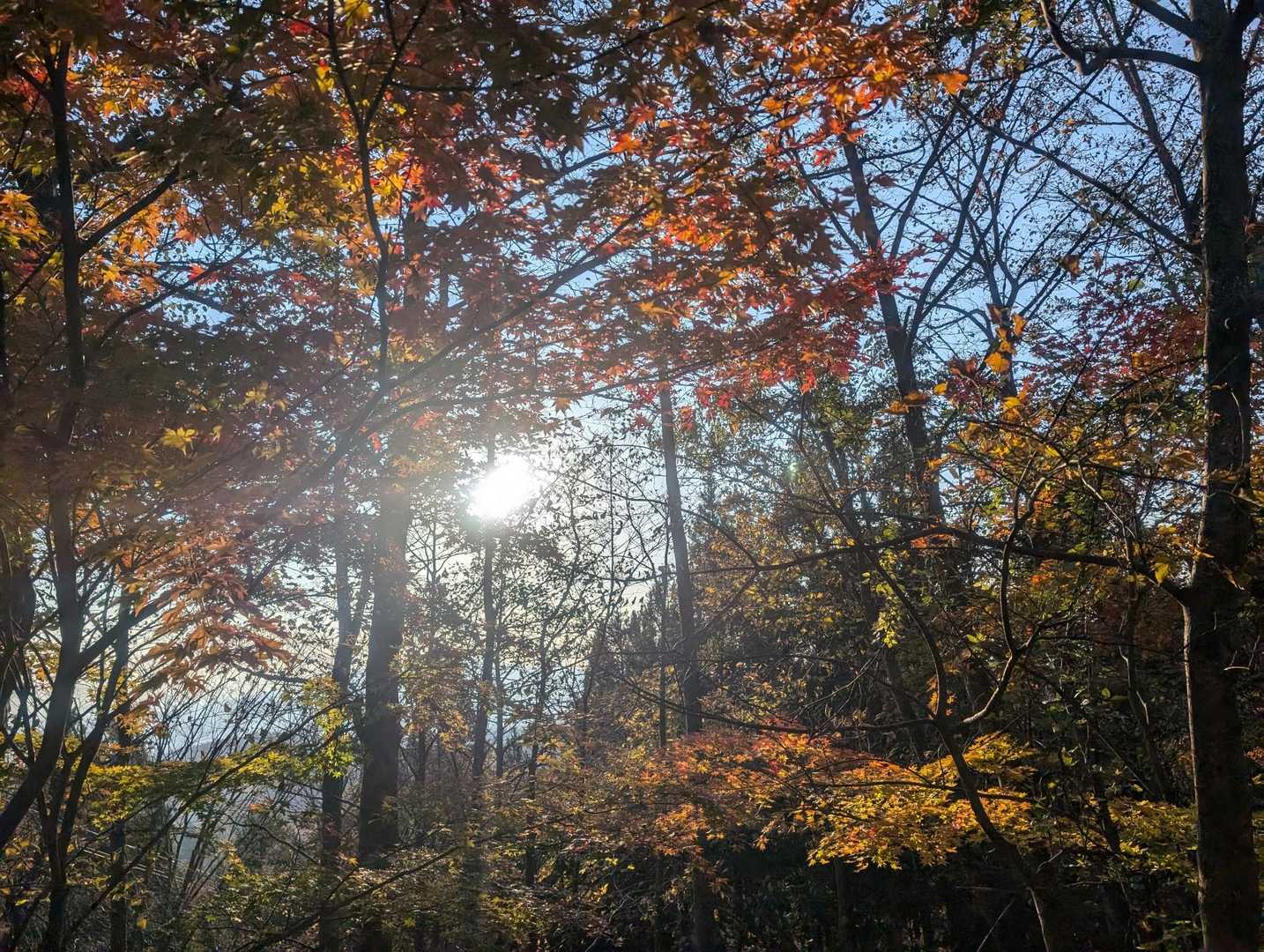 朝日