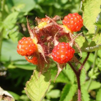 🍓🍓🍓