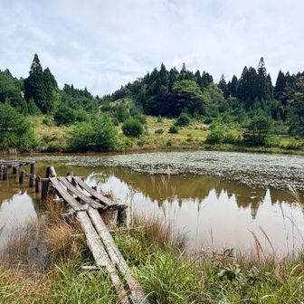 八雲ヶ原の池
風化してしまって橋は渡れません😢