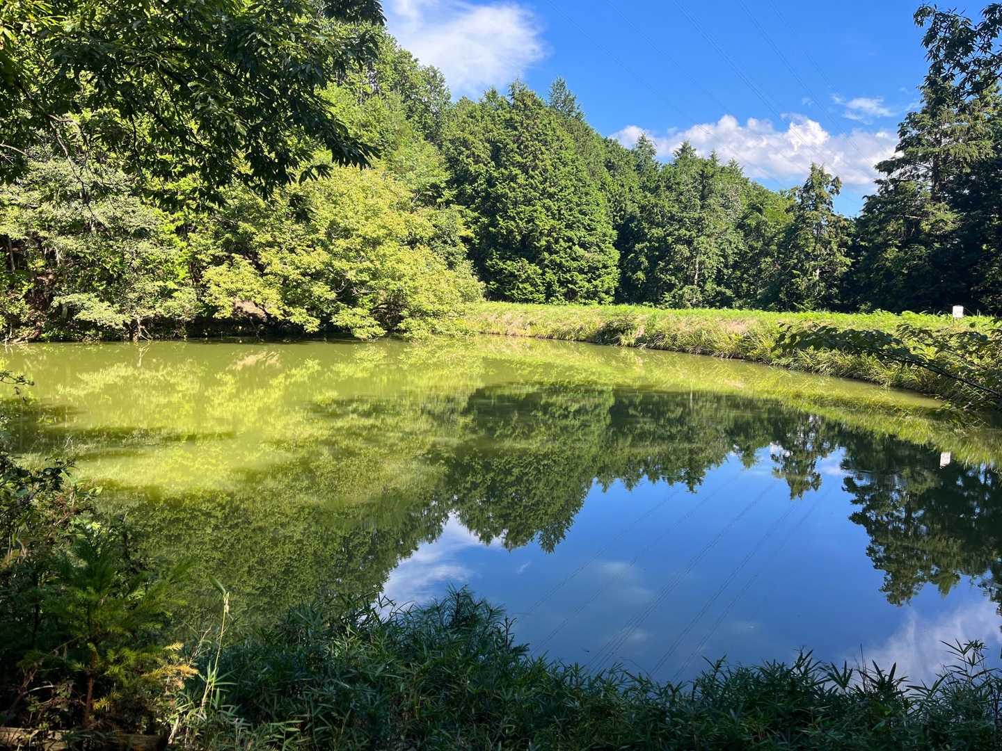 ため池
池に影が綺麗に写ってます