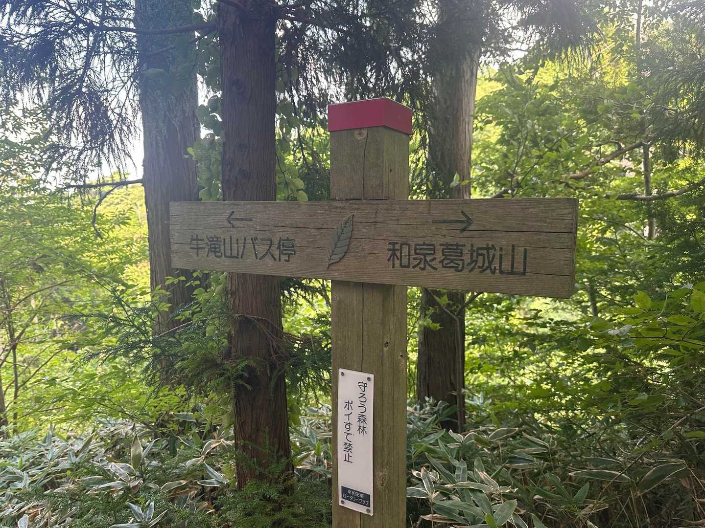 9. 和泉葛城山の写真
