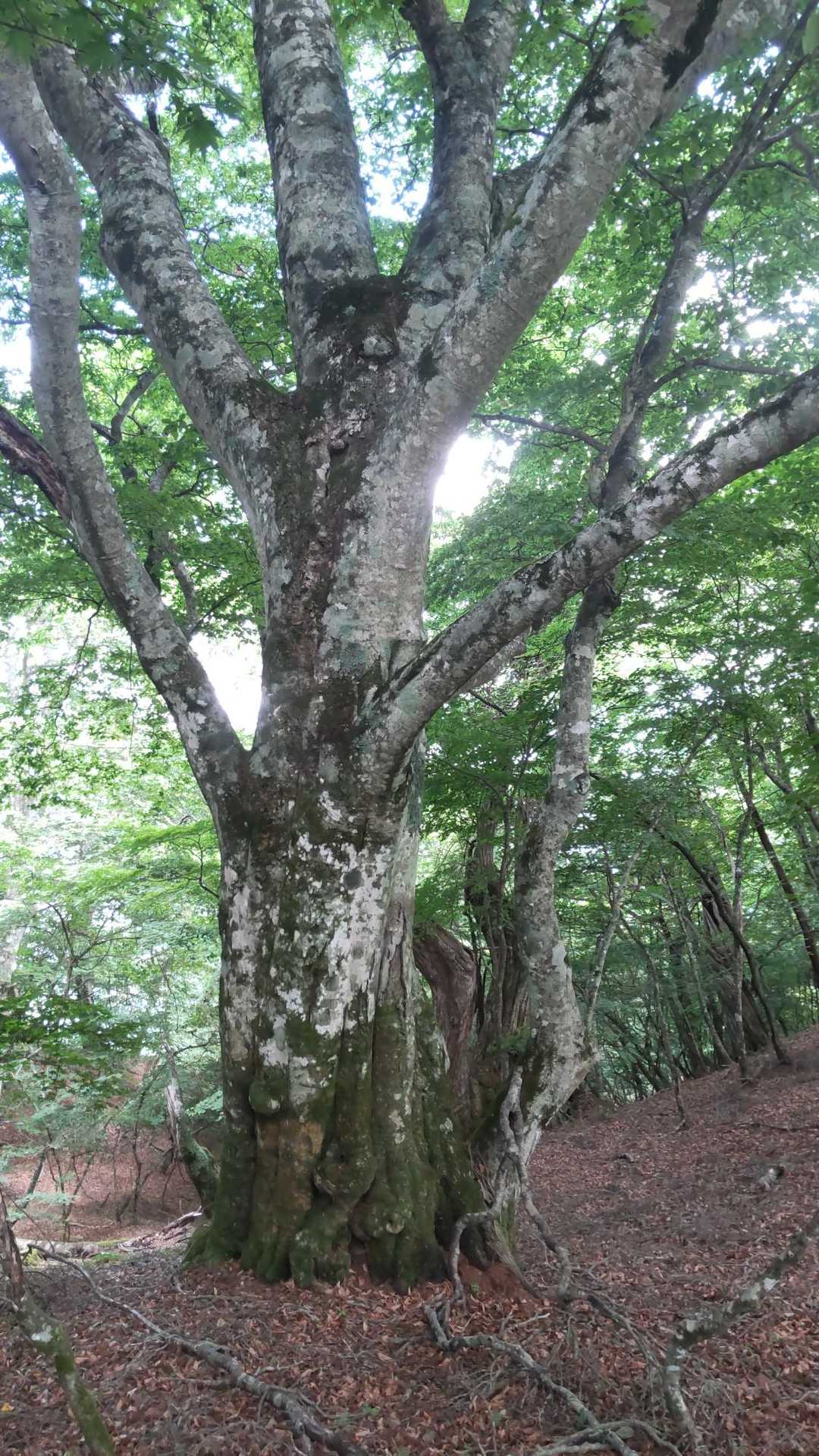 大きなブナの木