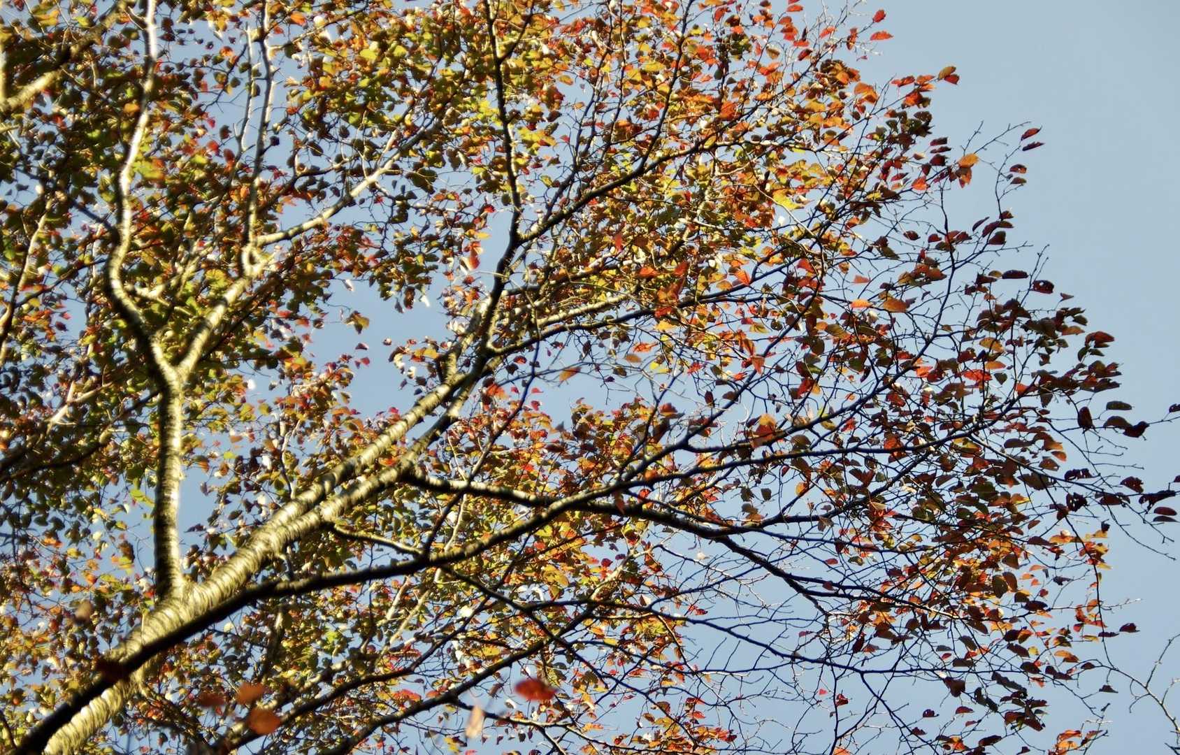 紅葉🍁はこれから。