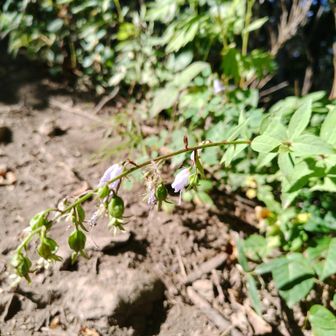 モイワシャジン咲き終わり