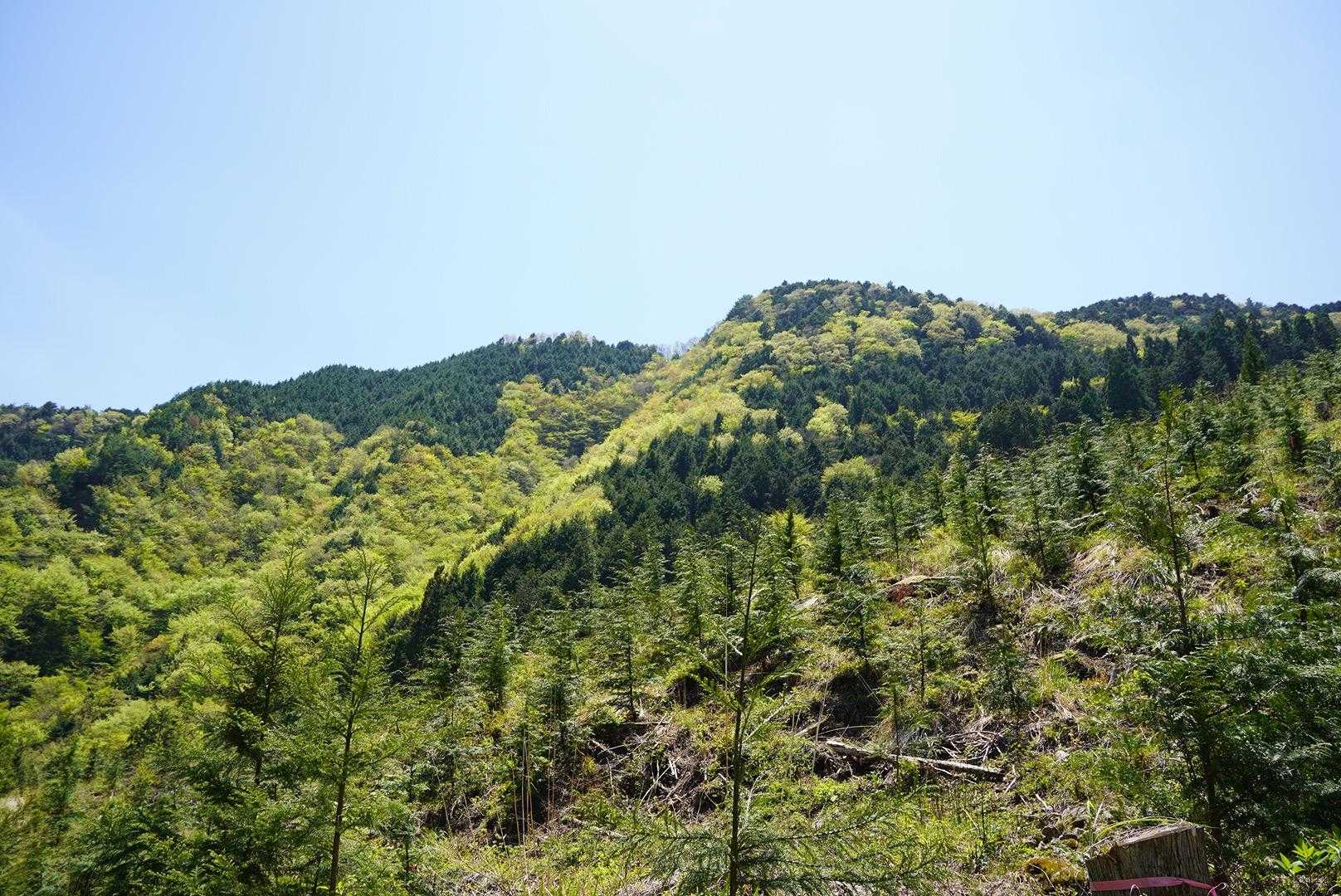 最近、イマイチ季節感がわからなくなっているがココは春だね☘️