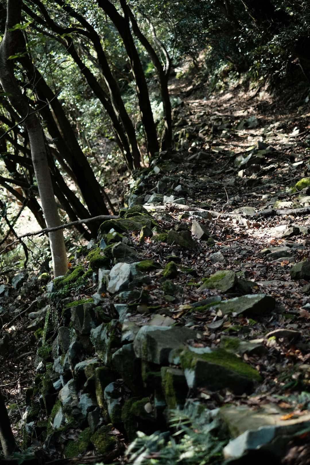 400年前の大洪水で潰えた集落跡
石垣や石段の規模から考えると相当栄えていたと思います