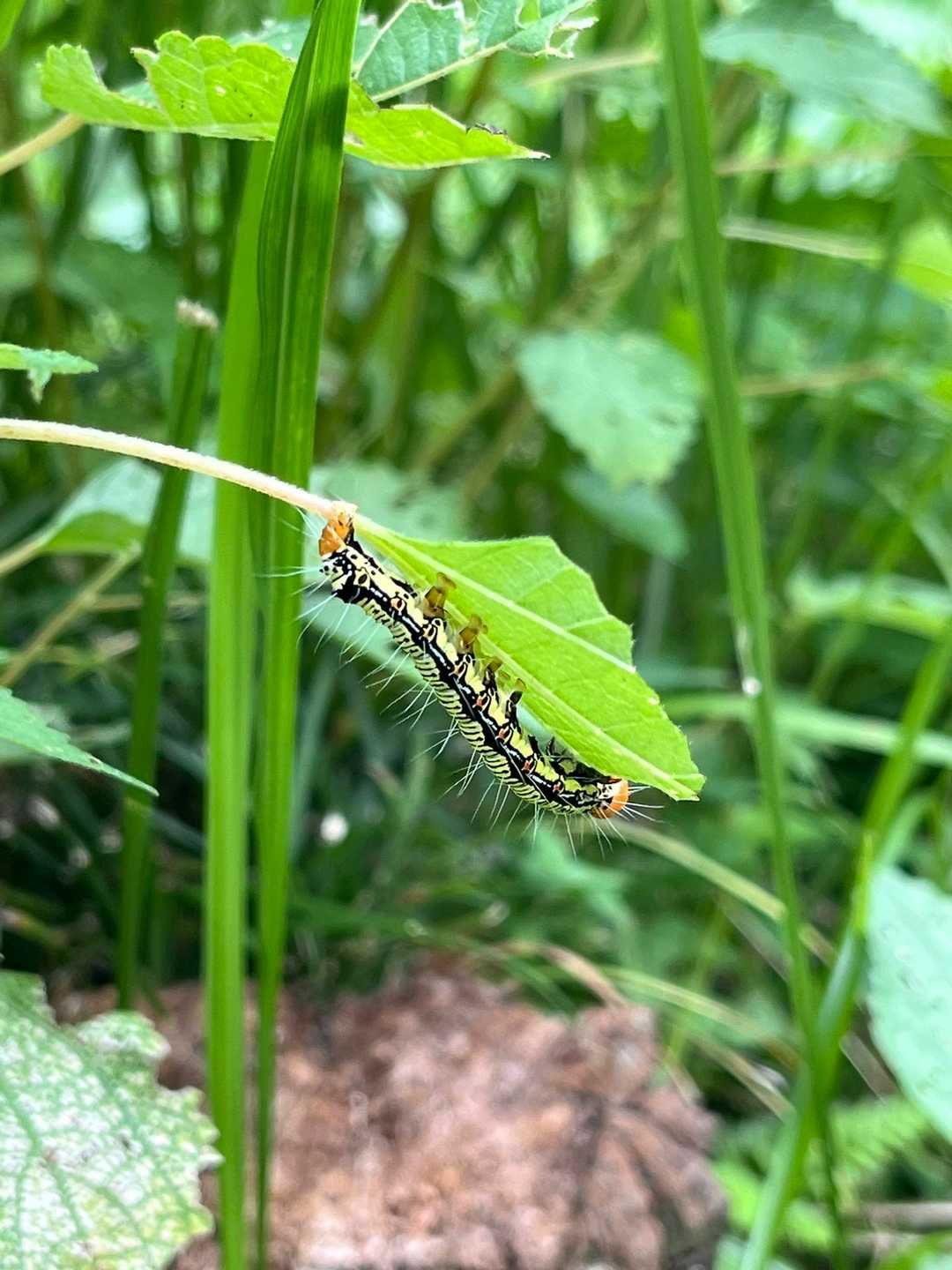 毛虫
ゾワゾワする😨