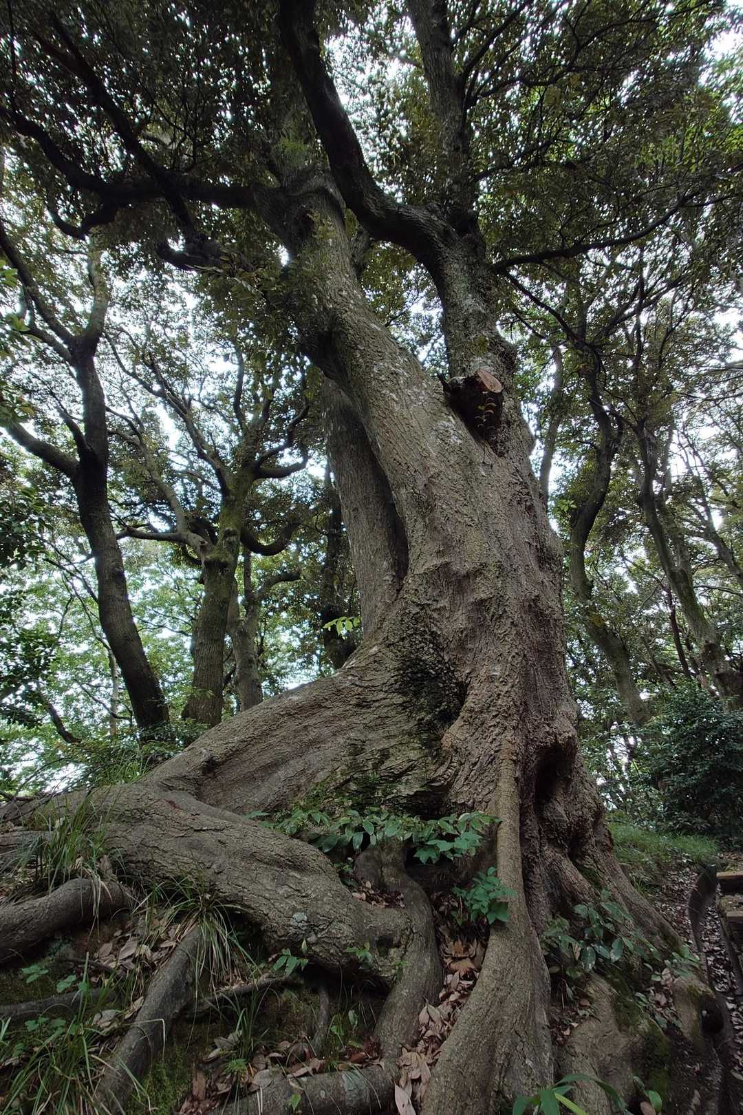 天筒入口 周回コースの写真
