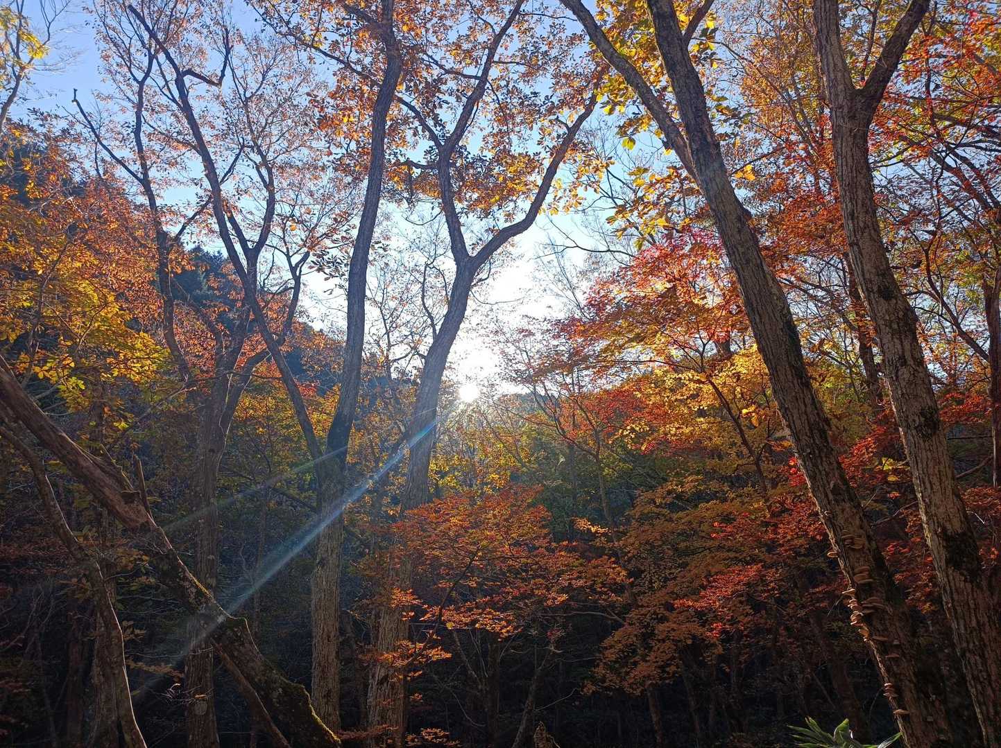 紅葉🍁🍁