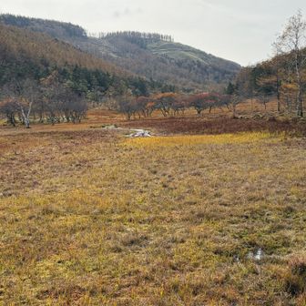 大河原湿原の草紅葉