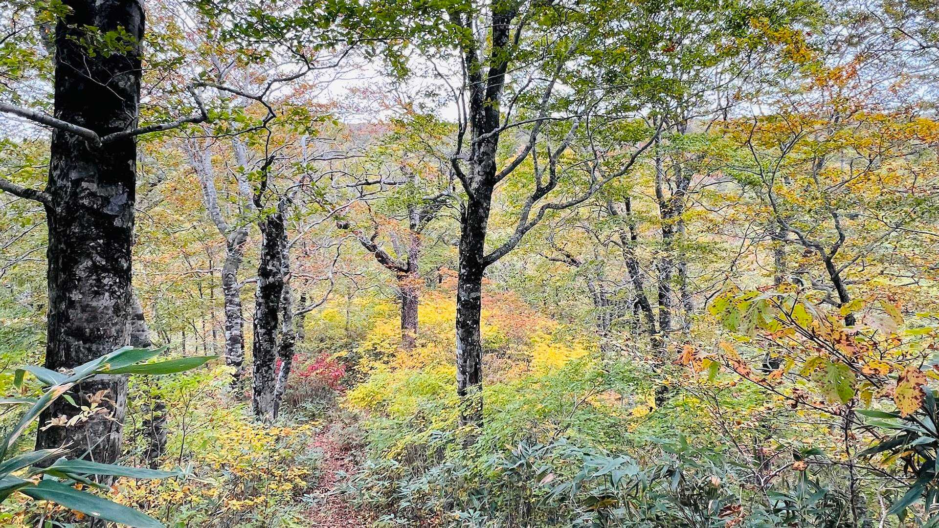 階段を登りきると美しい紅葉🍁が待ってました