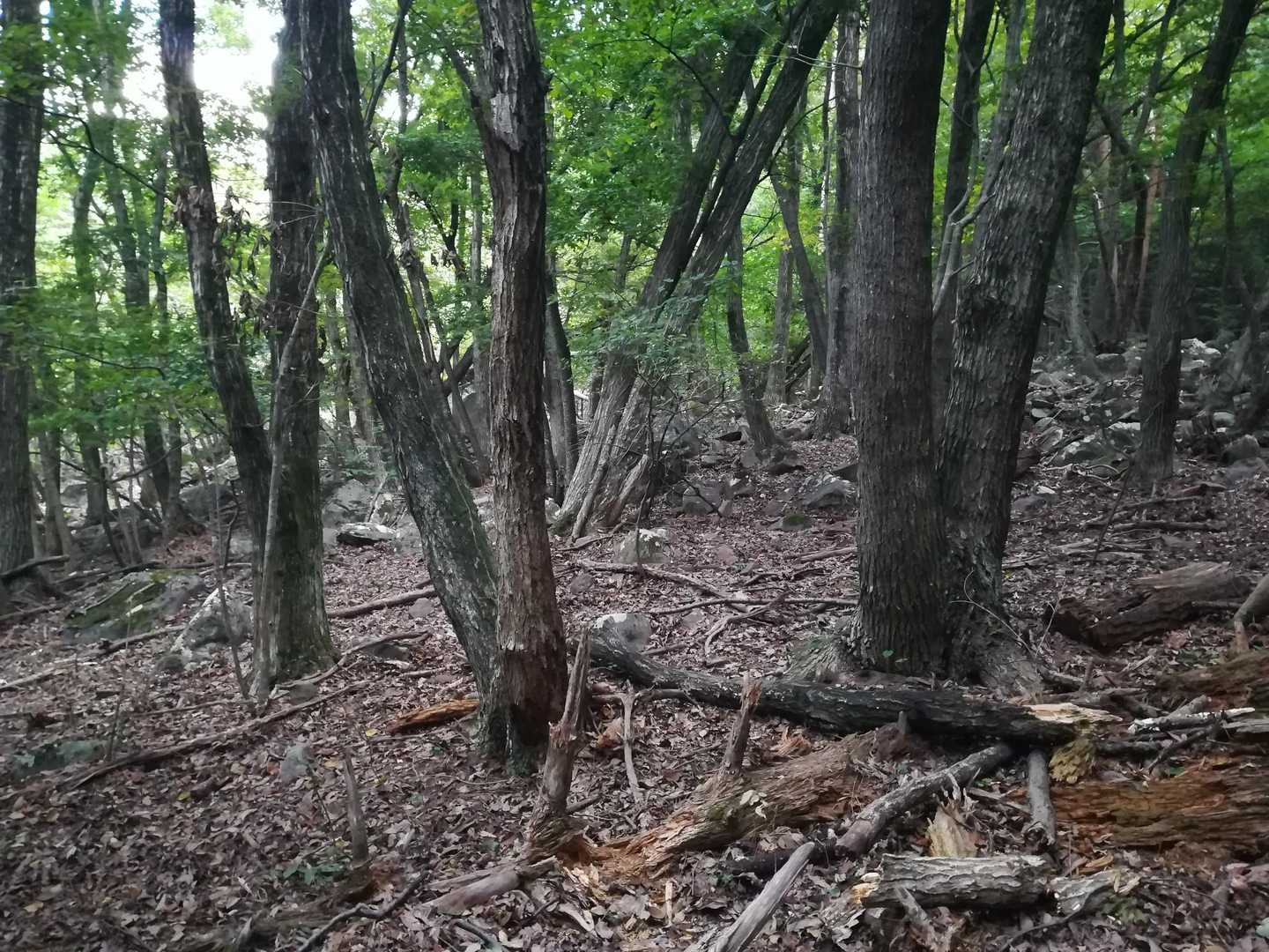 下草が無いんだ😲