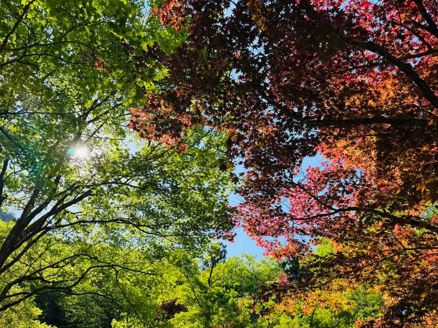 新緑と紅葉のコラボ⁉︎🍃🍁