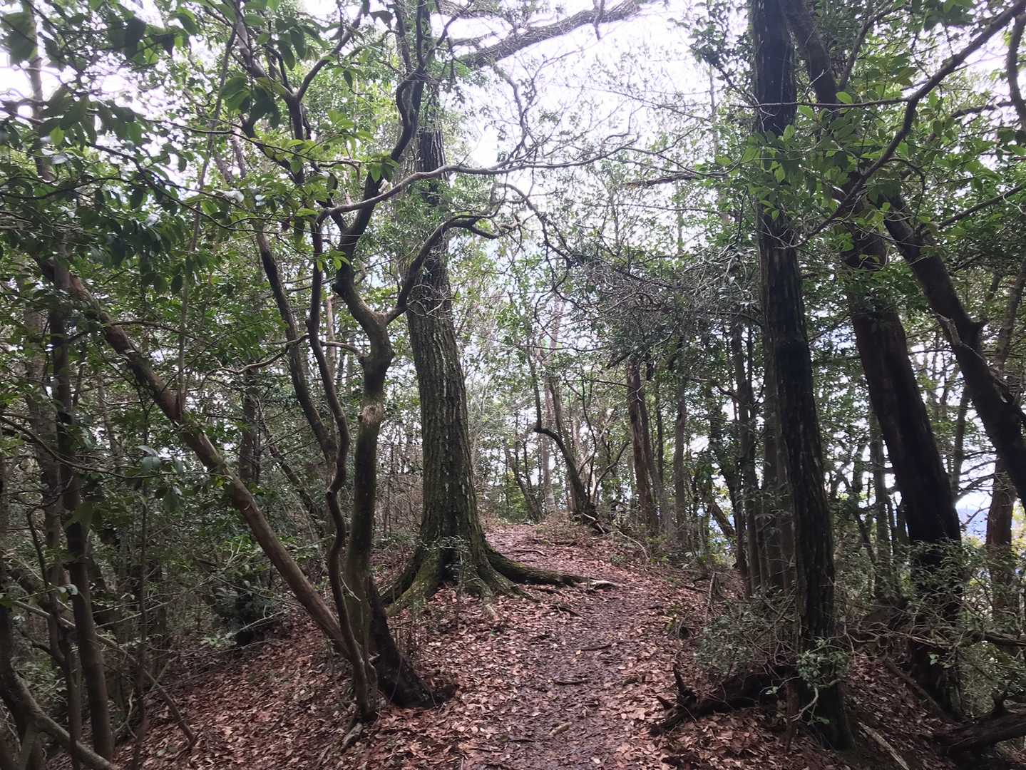 誕生山を目指す