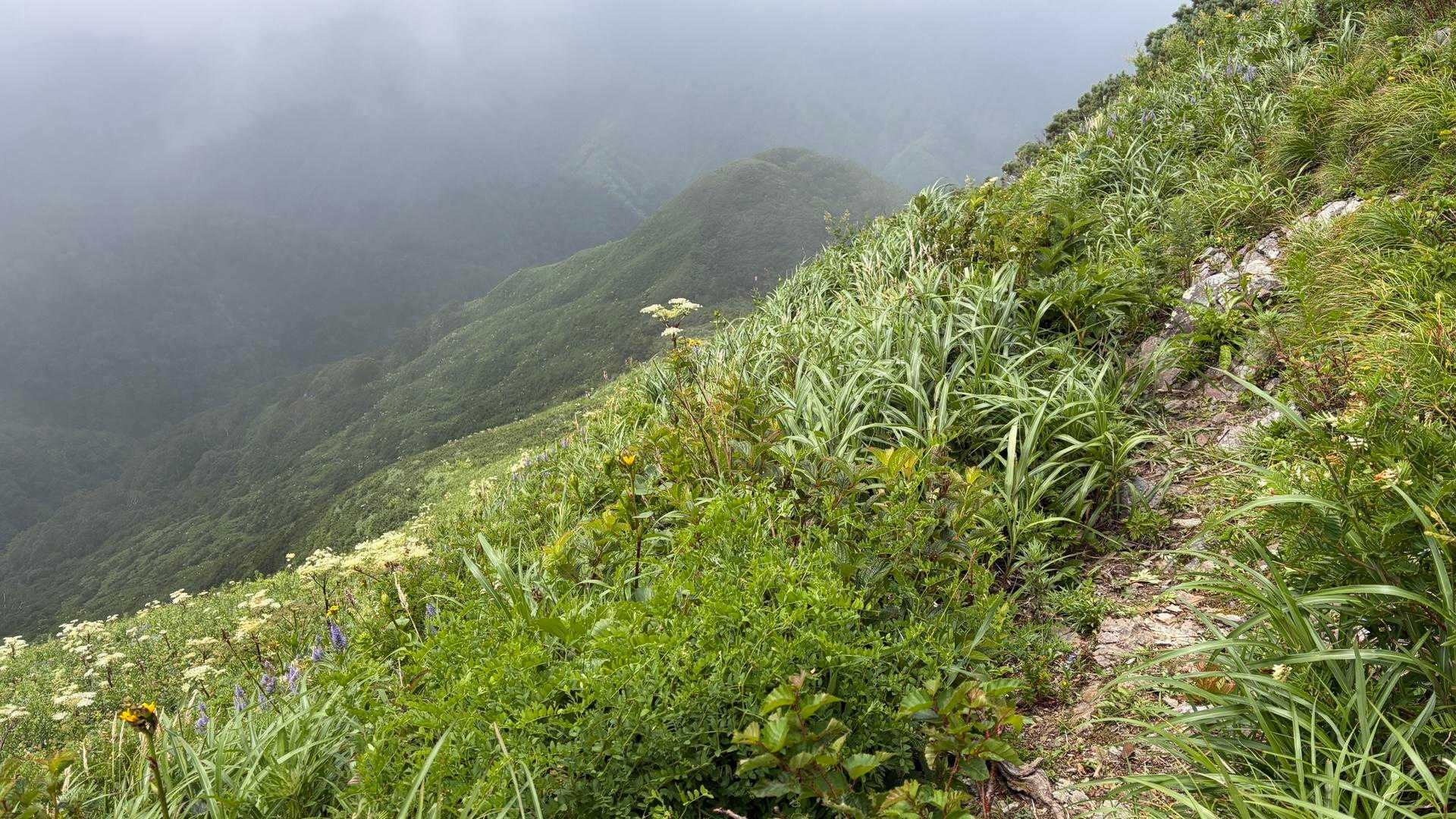 大平山 往復コースの写真