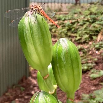 オオウバユリの実にトンボ