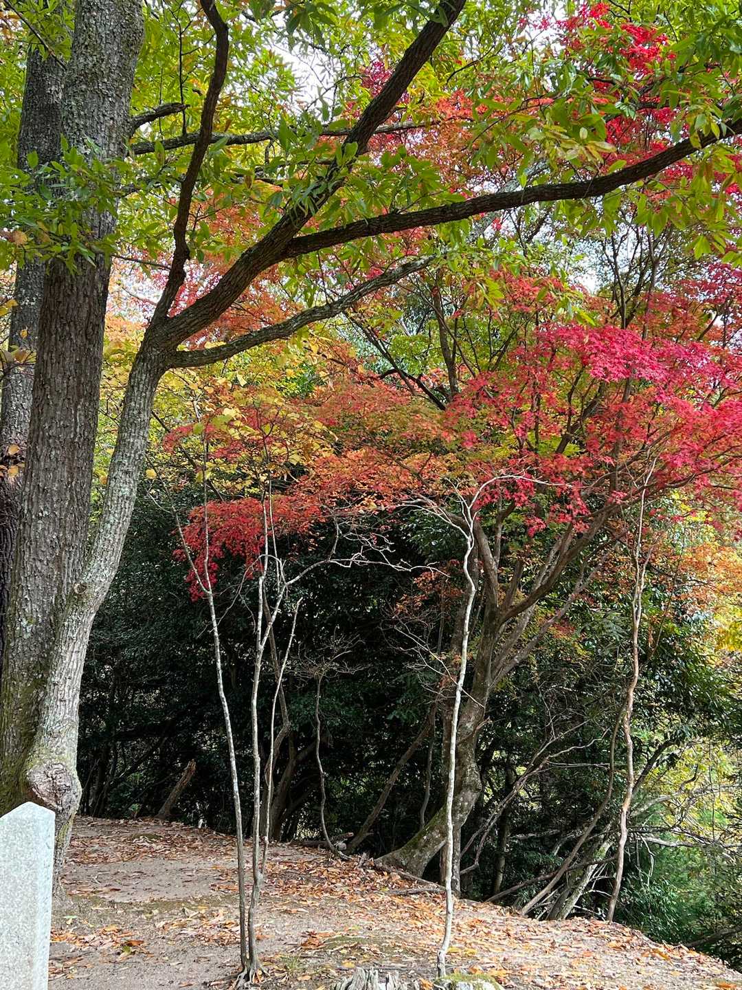 女人牛馬結界の紅葉