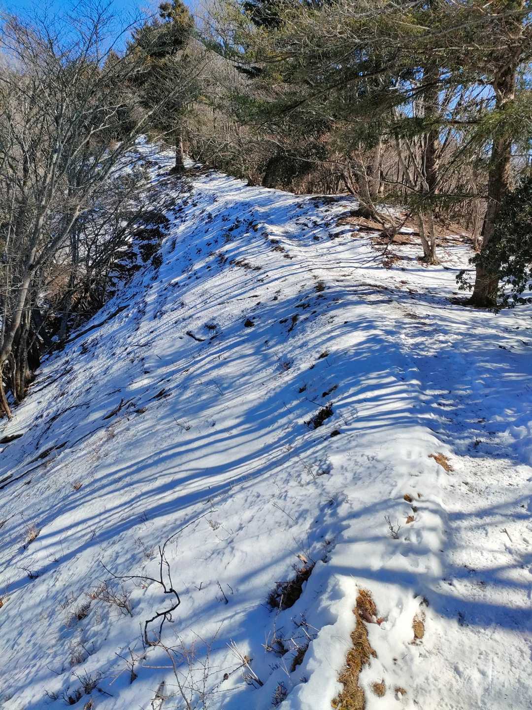 鳩ノ巣へはつまらないので赤久縄尾根でおります