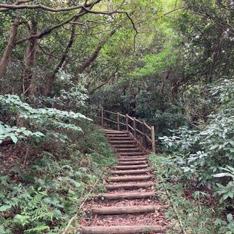 山頂付近はヒグラシの大合唱