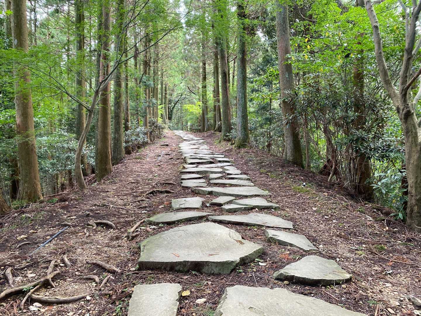 大行寺山 往復コースの写真
