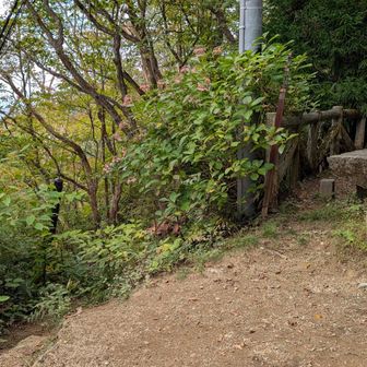 園地からカタクリ尾根道へ。