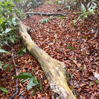 倒木が多くあり。