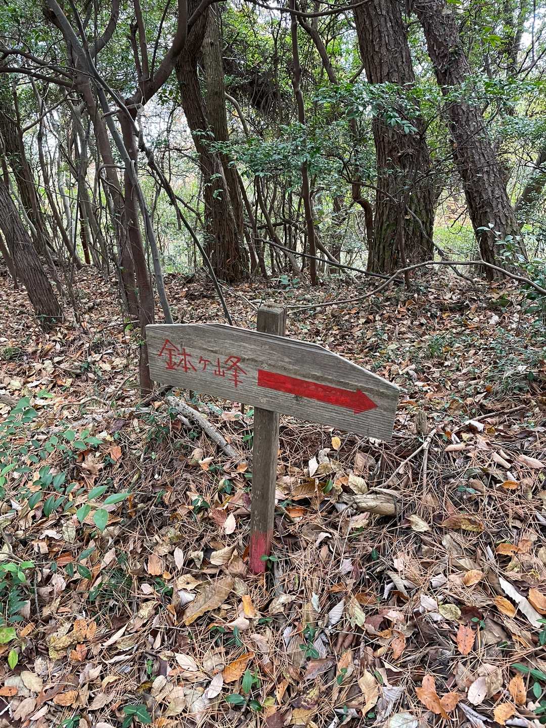 眺望が良いところ以外はこんな感じ。
雑木林の中落葉を踏み締めて歩く🚶‍♀️🚶‍♀️🚶‍♀️