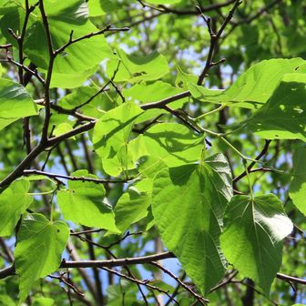 この木でGeminiと図鑑とで格闘したが結論出ず。
今、写真見たらシナノキじゃねと思うに至った