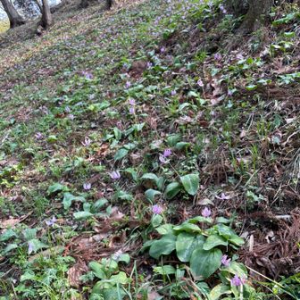 こんなふうに斜面にびっしりと咲いていました。