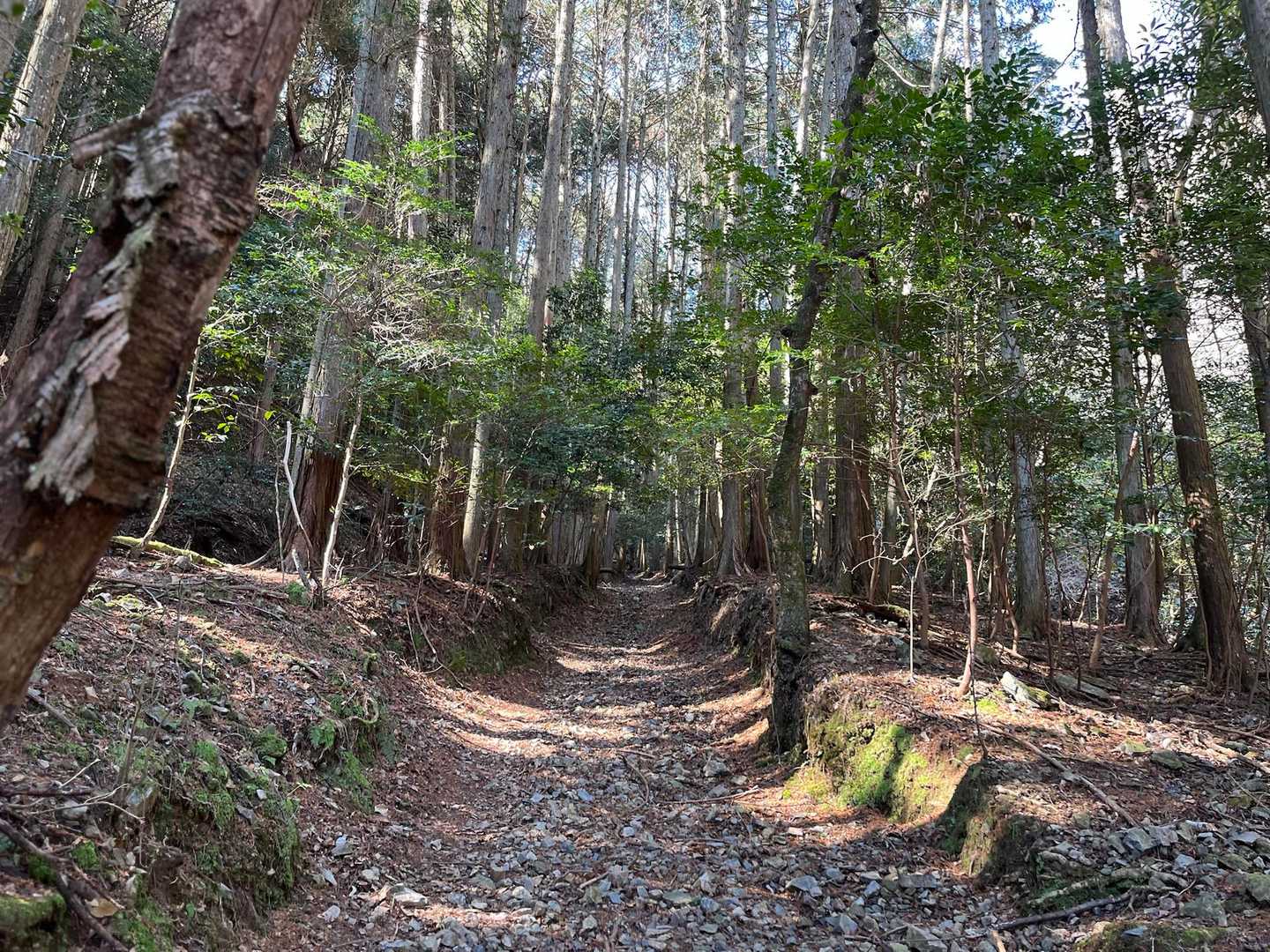 キレイな登山道です