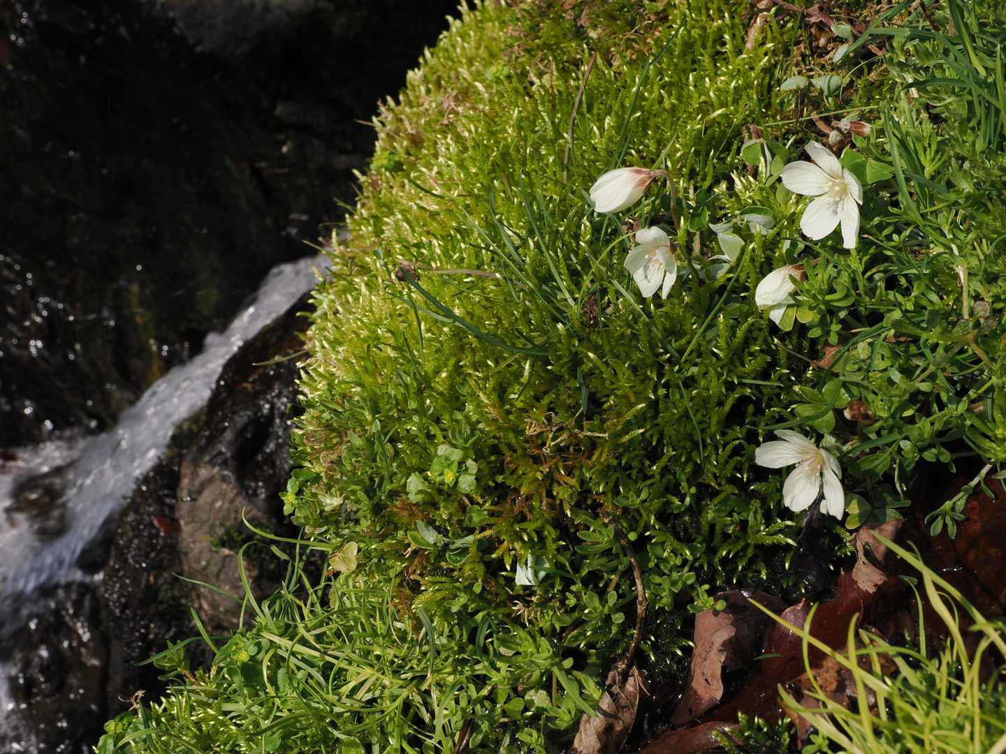 足元の草花に癒されながら一歩ずつ登って行く。
