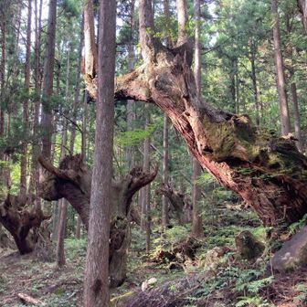 株杉迫力ある。