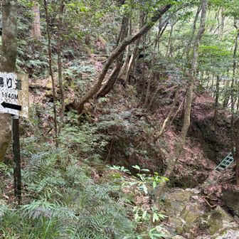 この帰り道看板も見落として、一回まっすぐ行ってしまった

なんか分岐っぽくないところで急に分岐やったり、曲がったりしてた印象

雰囲気でずんずん進むとロストしちゃってる感じが続きました

今日は調子が悪かったのかな

帰り道は渓谷通らないので、とってもつまらない