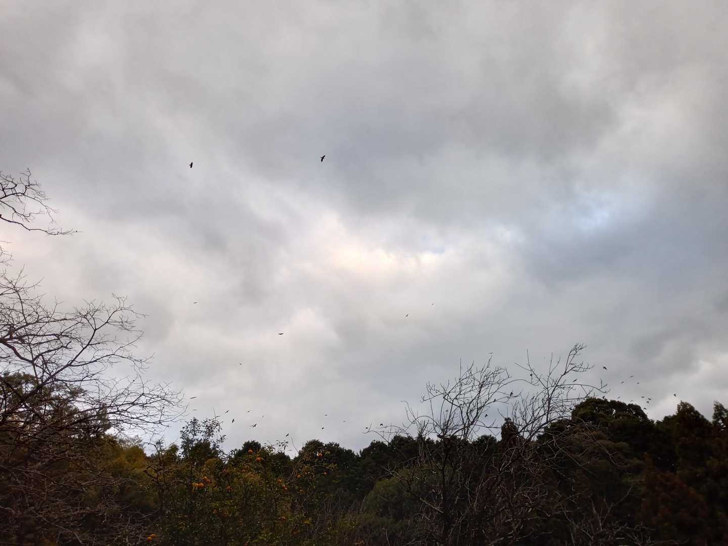 カラスの大群が曇り空の中を舞う。16時を過ぎて肌寒さが一段と増してきたけど楽しさの方が勝る😅