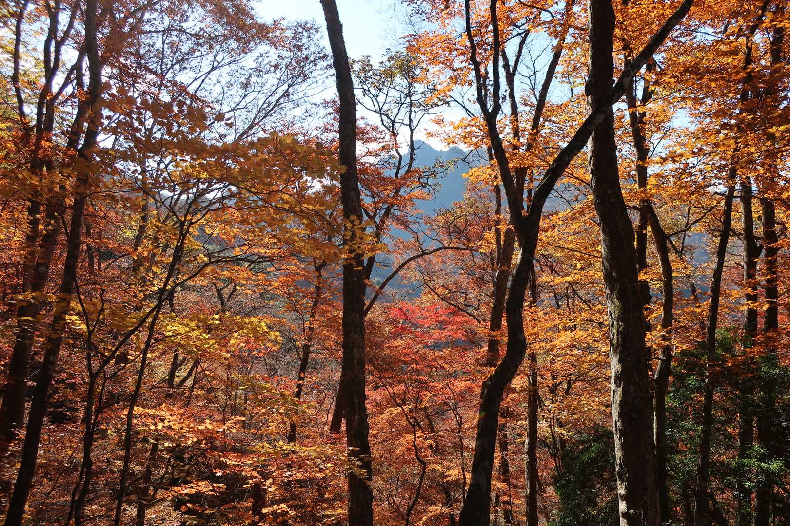 紅葉の向こうに諏訪山が見える