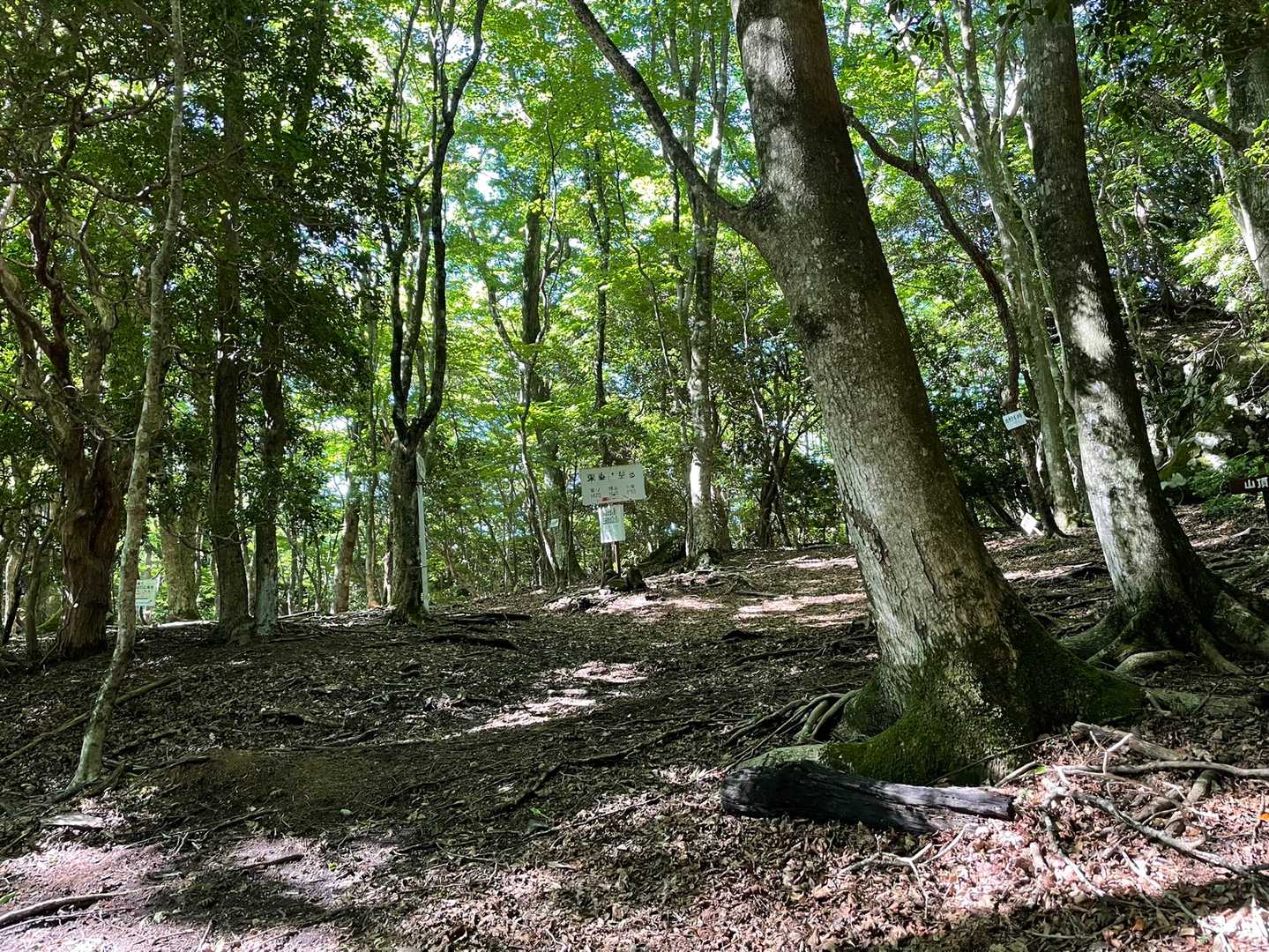 正面と日向岳、東登山との分岐
ここで先行者に追いついたので
少し休む