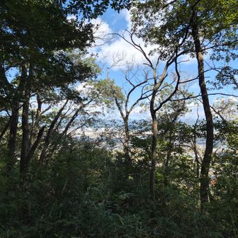 展望は少しあり⛰️
下山は同じ道か北面にした方が良いです。整備されていません！