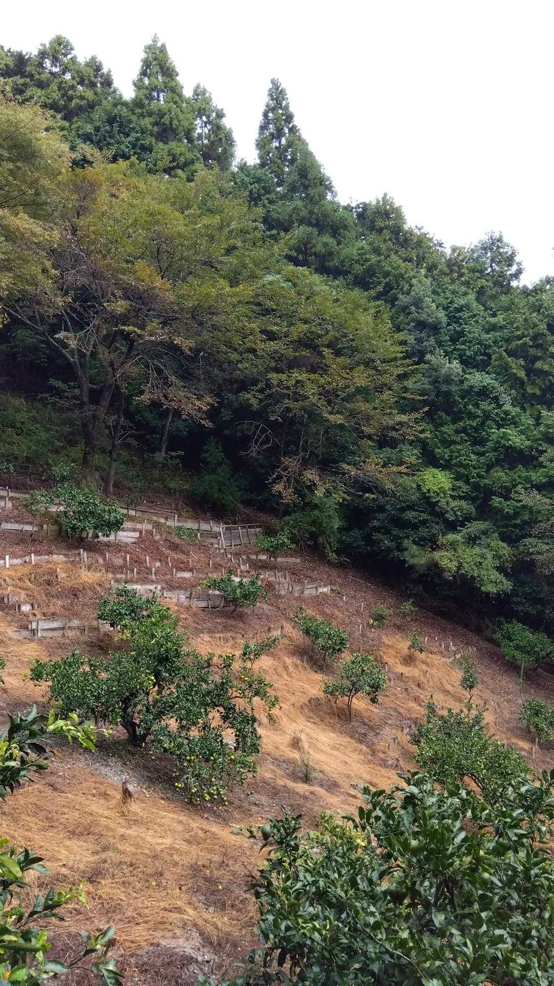 八ヶ丸山 往復コースの写真